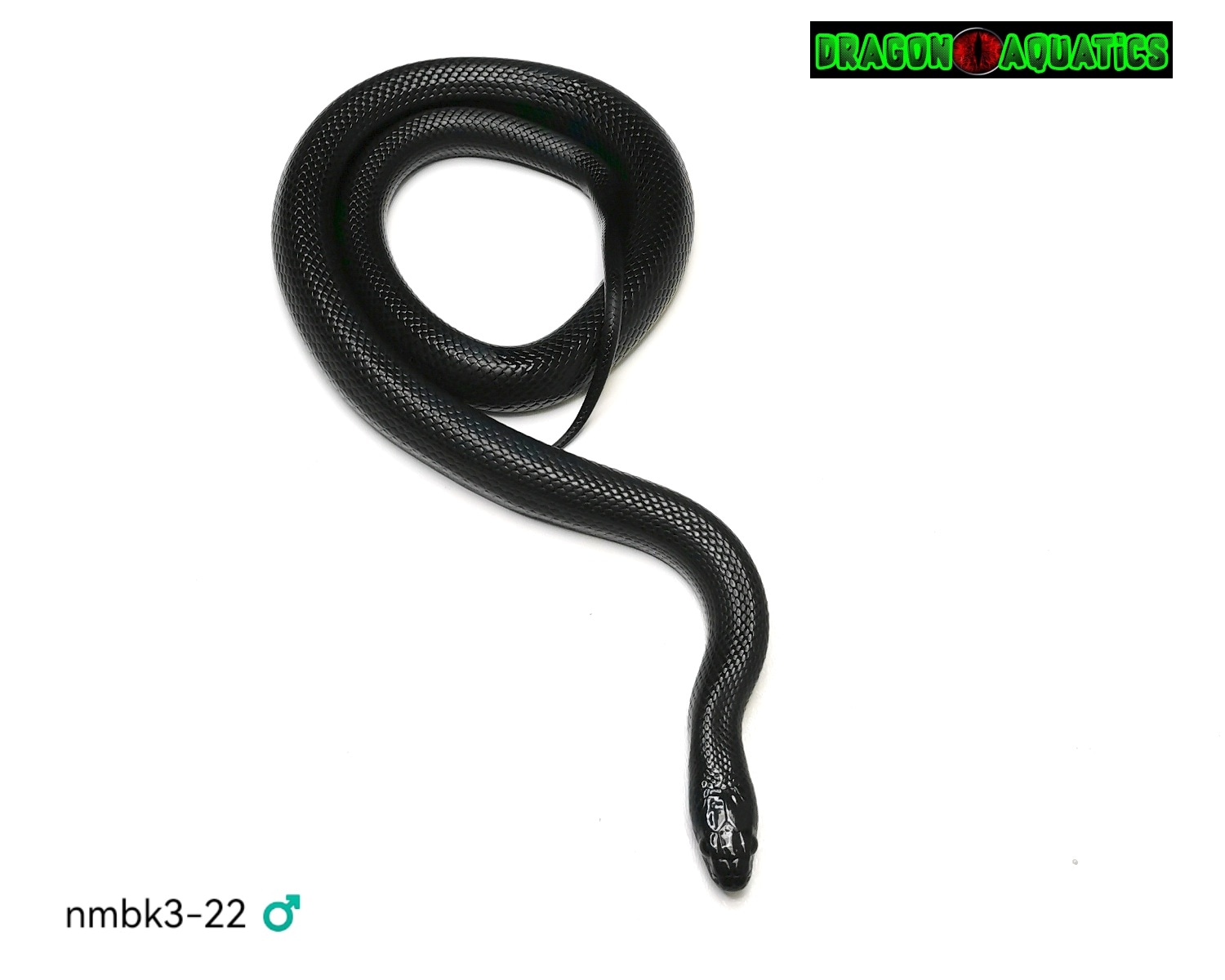 King Snake Mexican Black Kingsnake by Dragon Aquatics MorphMarket