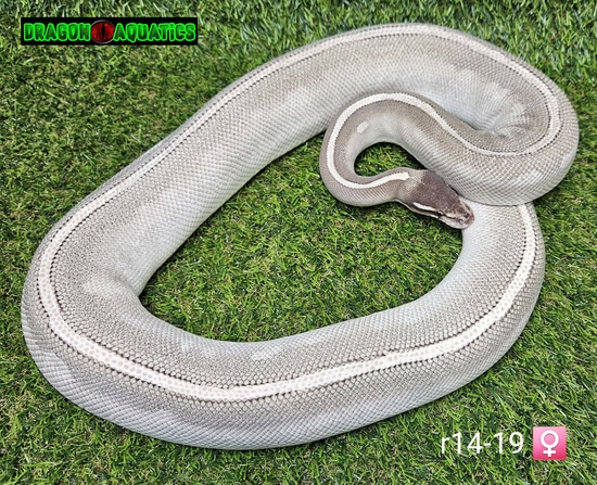 Purple Passion Ball Python by Dragon Aquatics