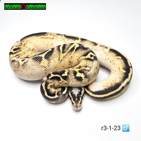 Pastel Freeway Ball Python by Dragon Aquatics