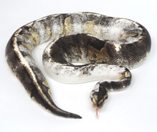 Chimera W/ Split Body Pattern - Paradox Ball Python by Polyamorous Ball ...
