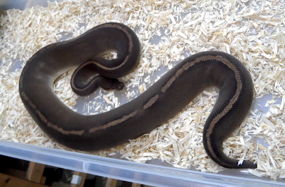 Black Razor Ball Python by Polyamorous Ball Pythons - MorphMarket