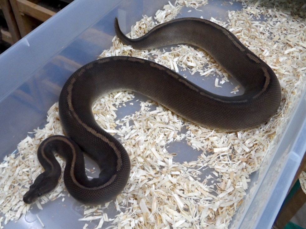 Black Razor Ball Python by Polyamorous Ball Pythons - MorphMarket