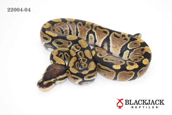 100% Het Clown 50% Het Hypo Ball Python by Blackjack Reptiles
