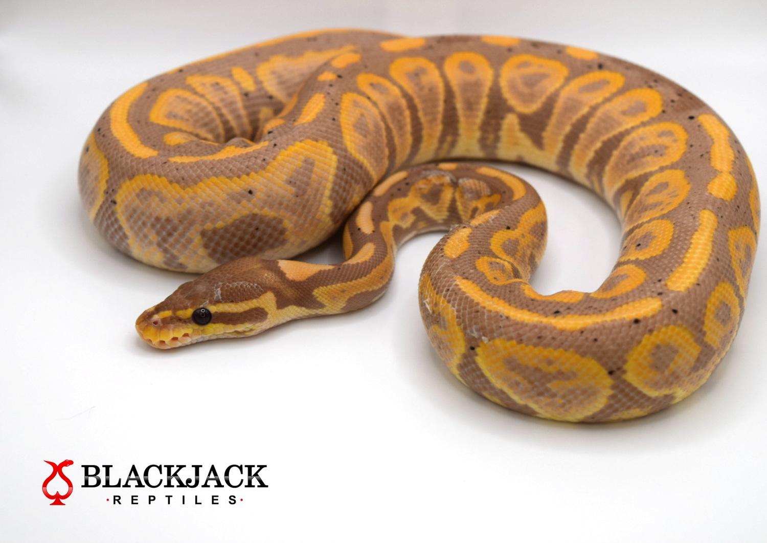 Banana Black Pastel 100 Het Albino Ball Python by Blackjack Reptiles