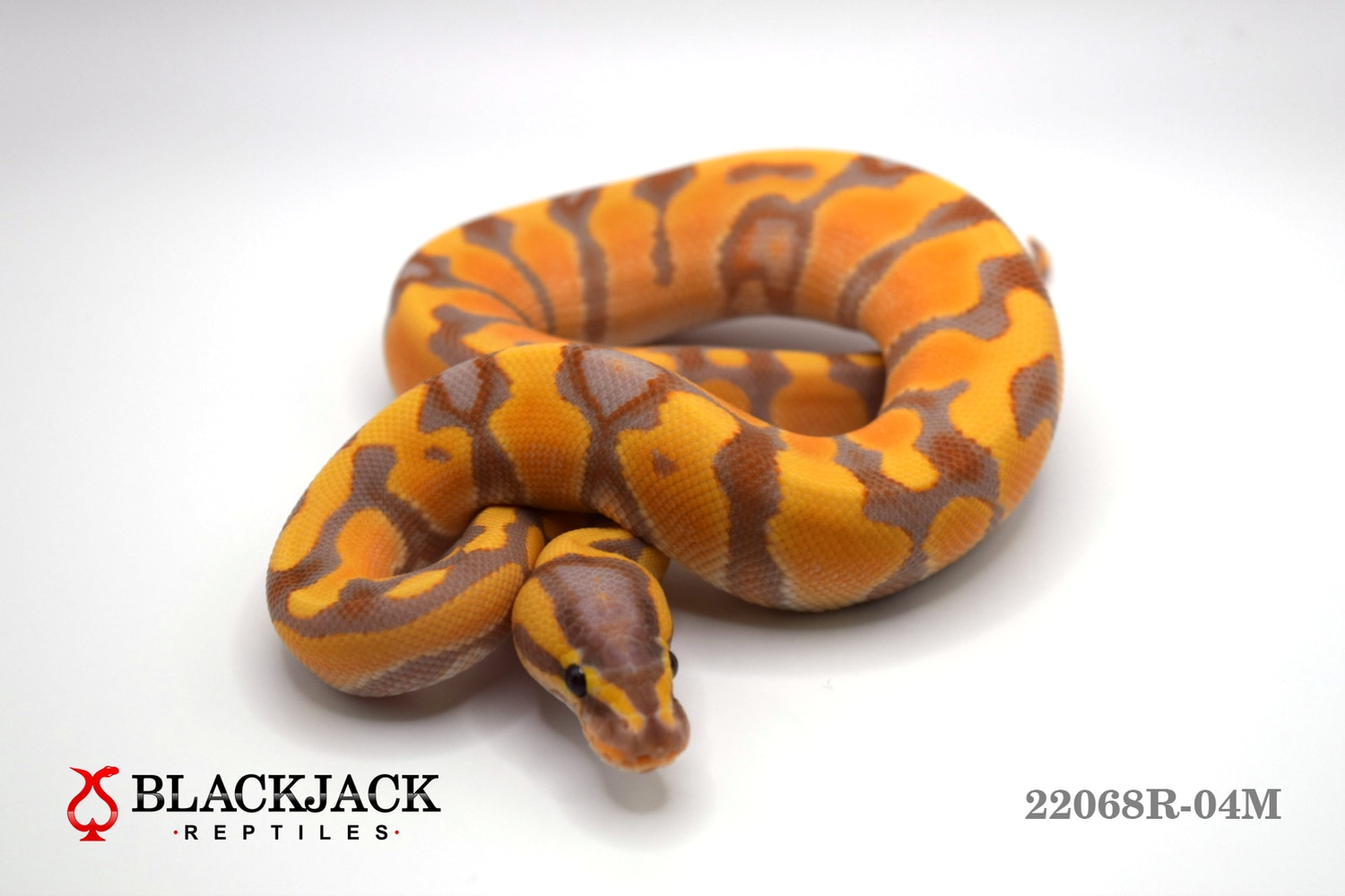 Banana Enchi Ball Python by Blackjack Reptiles MorphMarket