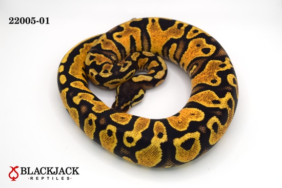 Pastel Yellow Belly Or Gravel 50% Pos Het Pied **FREE SHIPPING** Ball ...