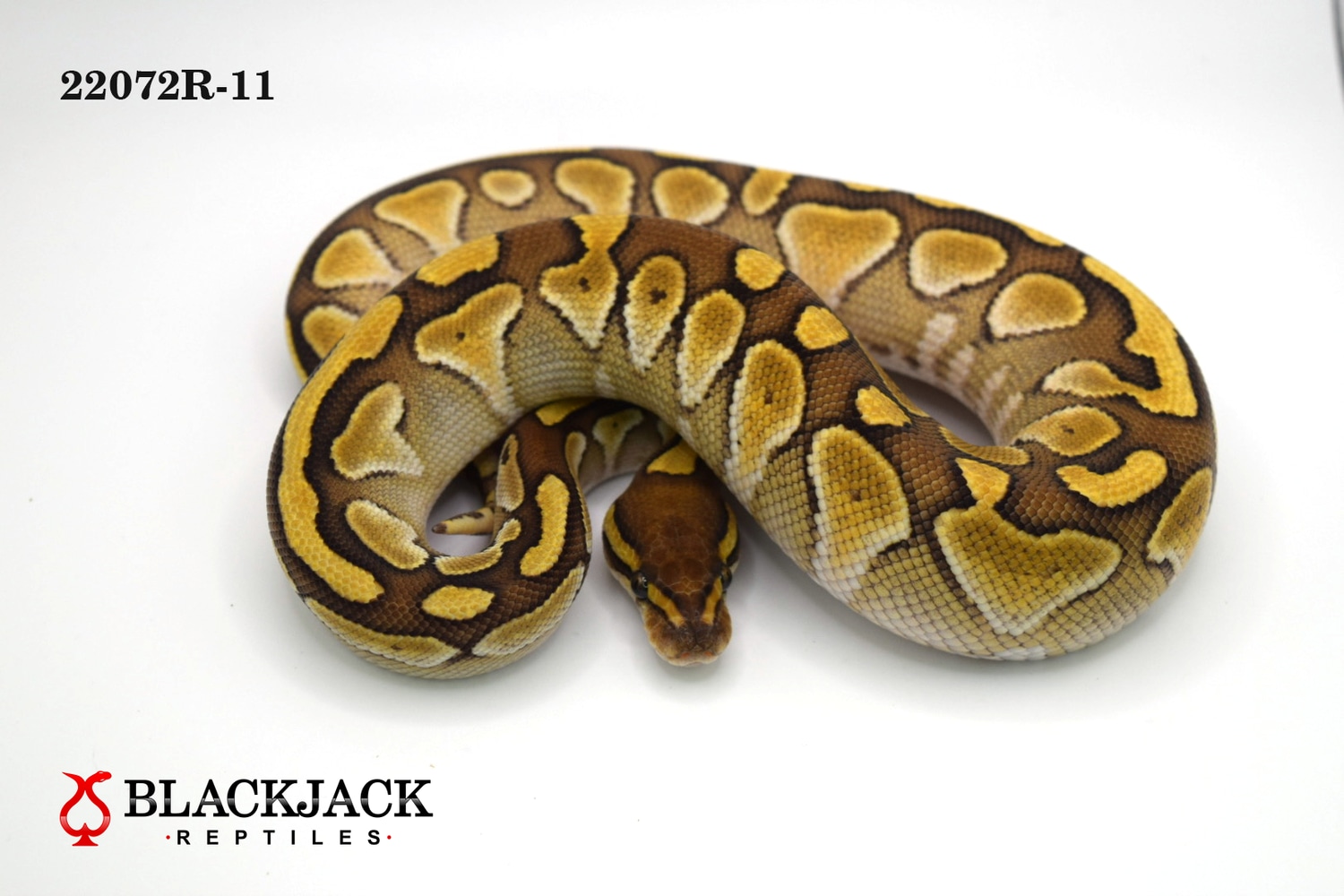 Butter **FREE SHIPPING** Ball Python by Blackjack Reptiles - MorphMarket