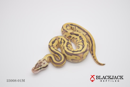 Pastel Enchi Fire Mojave Leopard Blade 100% Clown 50% Hypo Ball Python ...