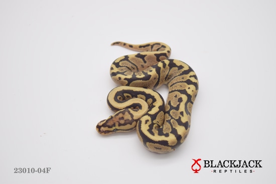 Enchi Fire Spotnose Blade 66% Clown 50% Hypo Ball Python by Blackjack ...
