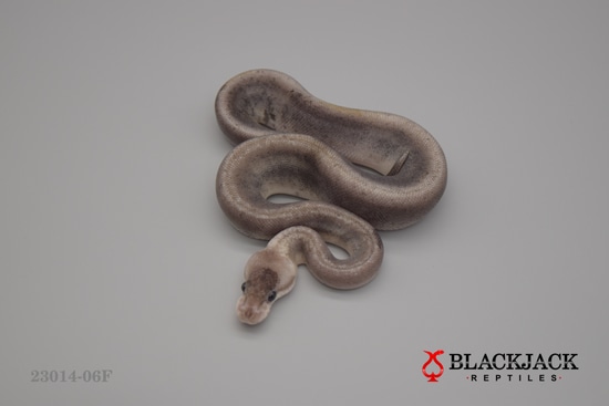 8 Ball (GHI) Het Ultramel Ball Python by Blackjack Reptiles