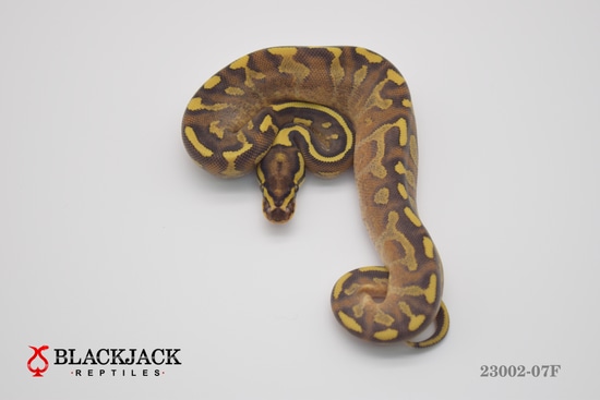 Enchi Fire Super Asphalt Het DG Ball Python by Blackjack Reptiles