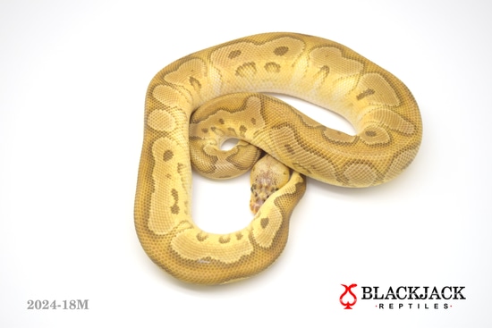 Pastel Mojave Clown Het Ultramel Ball Python by Blackjack Reptiles