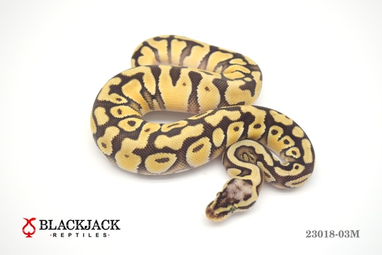 Super Pastel Enchi Yellow Belly Or Asphalt 50% Het DG 50% Het Clown ...