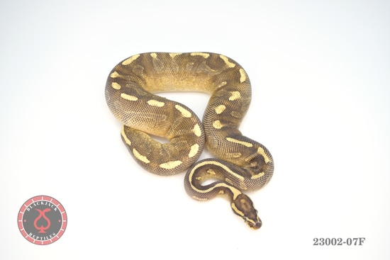 Fire (Enchi) Super Asphalt Het Desert Ghost Ball Python by Blackjack ...