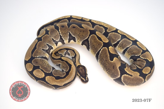 Triple Het Clown Desert Ghost Genetic Stripe Ball Python by Blackjack ...