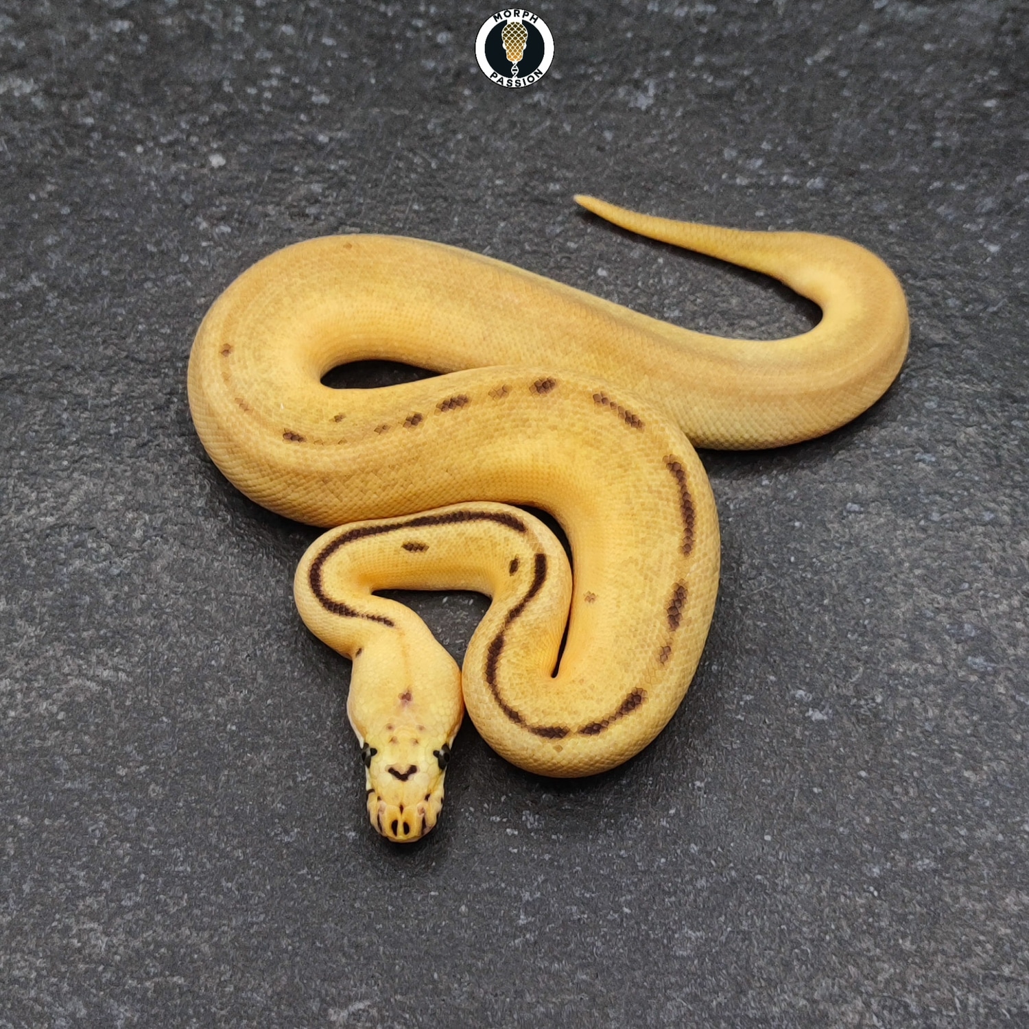 Batman Pastel Enchi Ball Python by Morph Passion - MorphMarket
