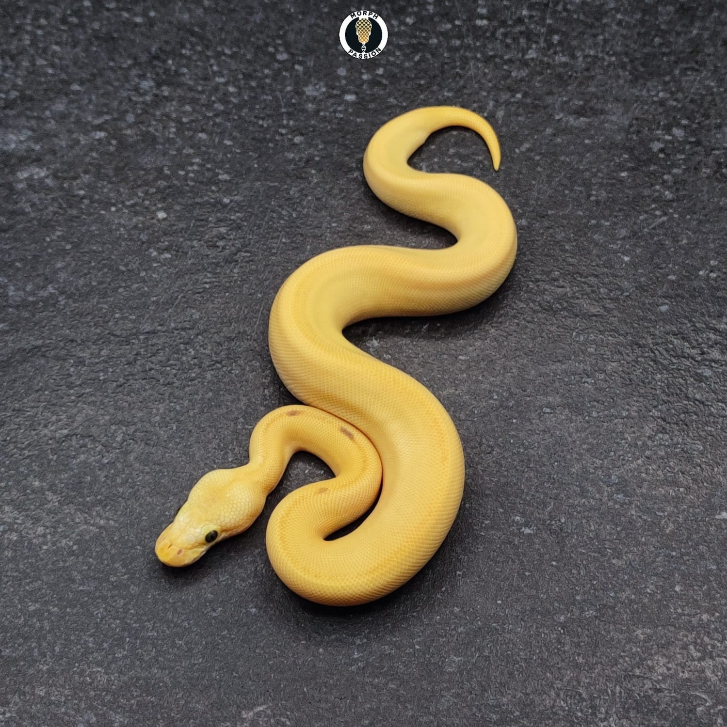 Batman Pastel (Super) Enchi (Orange Dreame, Fire) Ball Python by Morph ...