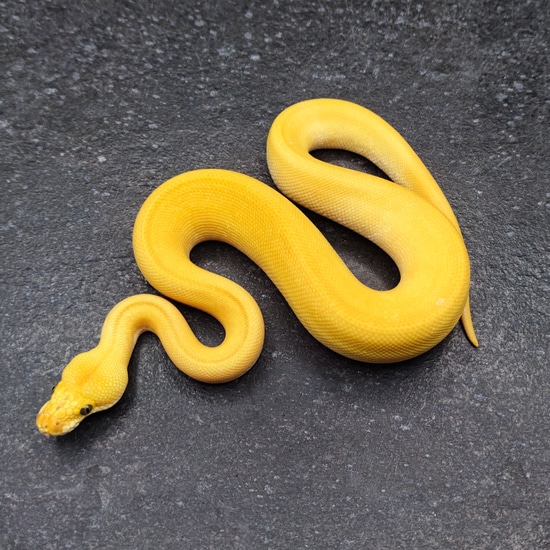 Batman Pastel Super Enchi Ball Python by Morph Passion