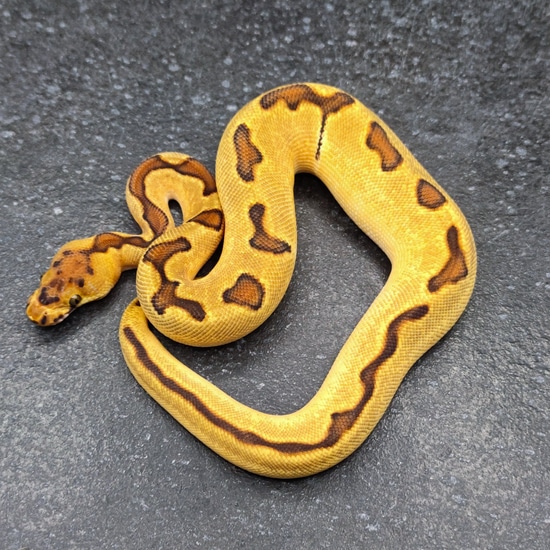 Orange Dream Super Enchi Clown Ball Python by Morph Passion