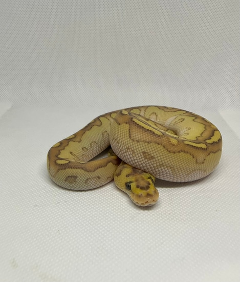 Banana Lesser Clown Ball Python by Pooner Family Pythons