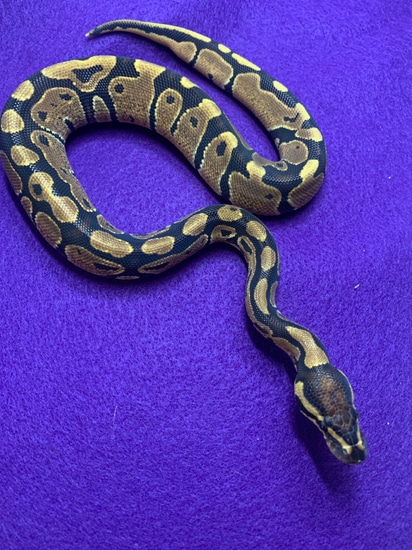 2023 Vanilla Ball Python by Royal Moon Reptiles