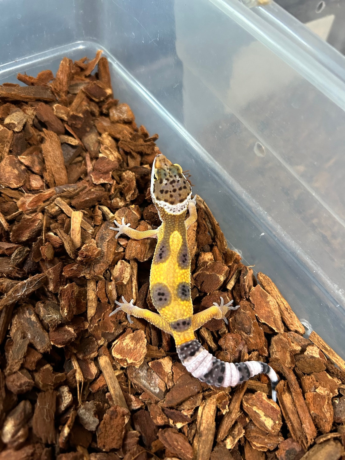 Male Might Be Het For Marble Eye Leopard Gecko by Cara’s Aquatic and