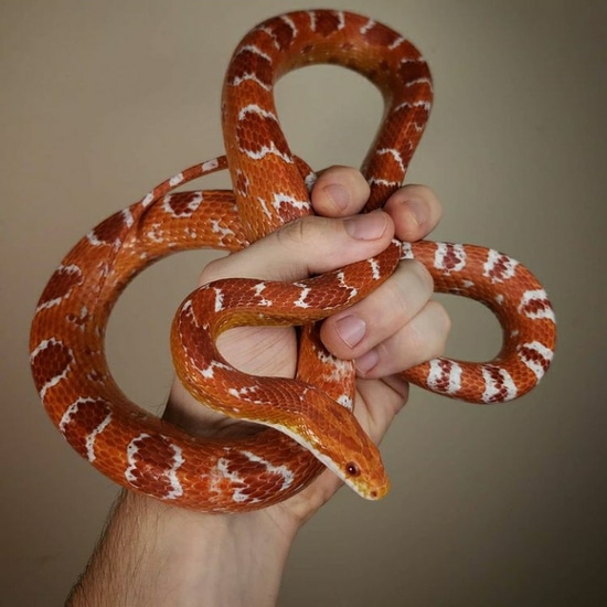 High Red Reverse Okeetee Corn Snake by Port City Aquatics