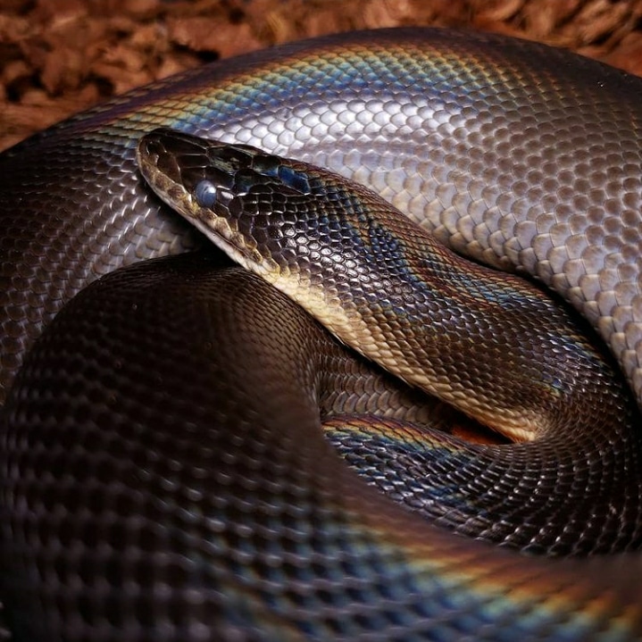 Australian Water Python by Port City Pythons - MorphMarket