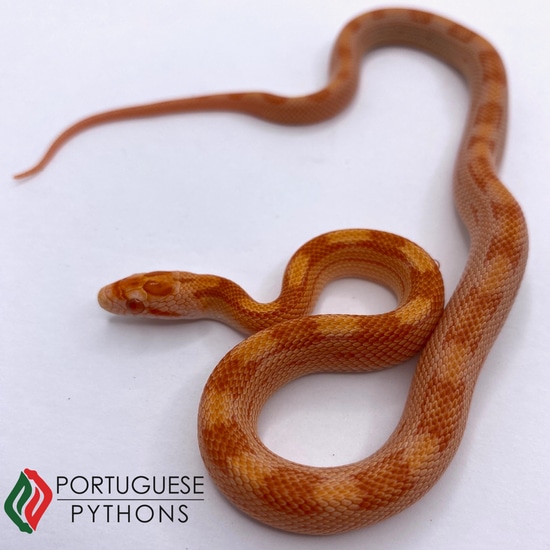 Amel Stripe Het Anery Corn Snake by Portuguese Pythons