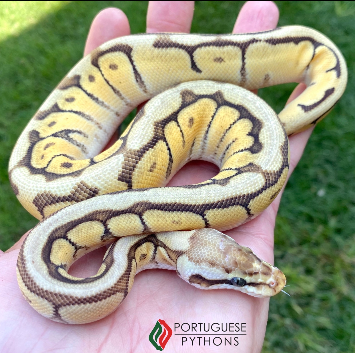 Pastel Mojave Spider Ball Python by Portuguese Pythons - MorphMarket