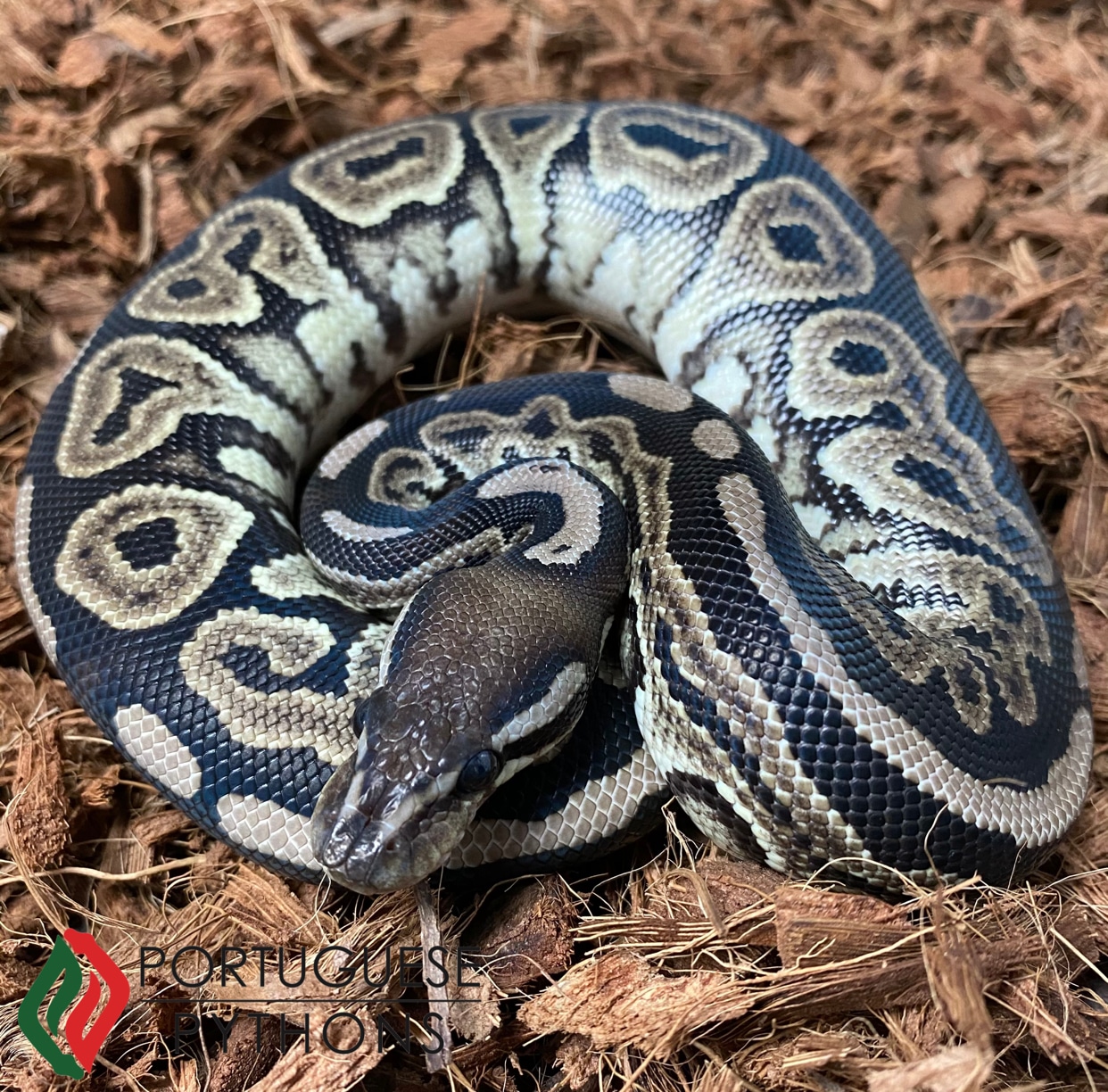 Black Pastel VPI Axanthic Ball Python by Portuguese Pythons - MorphMarket