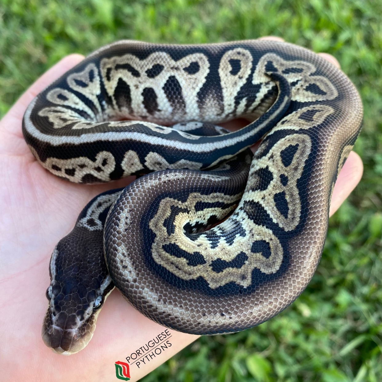 Black Head Pastel HRA Ball Python by Portuguese Pythons MorphMarket