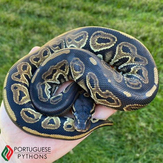 Black Head HRA Ball Python by Portuguese Pythons