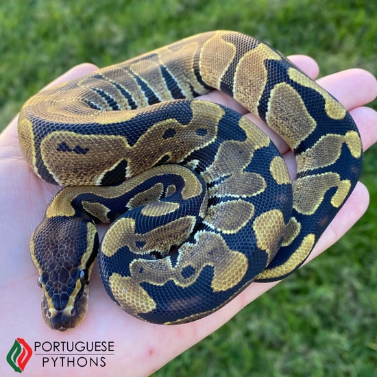 Normal Ball Python by Portuguese Pythons
