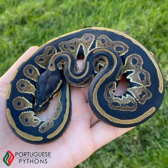 Black Head HRA Ball Python by Portuguese Pythons