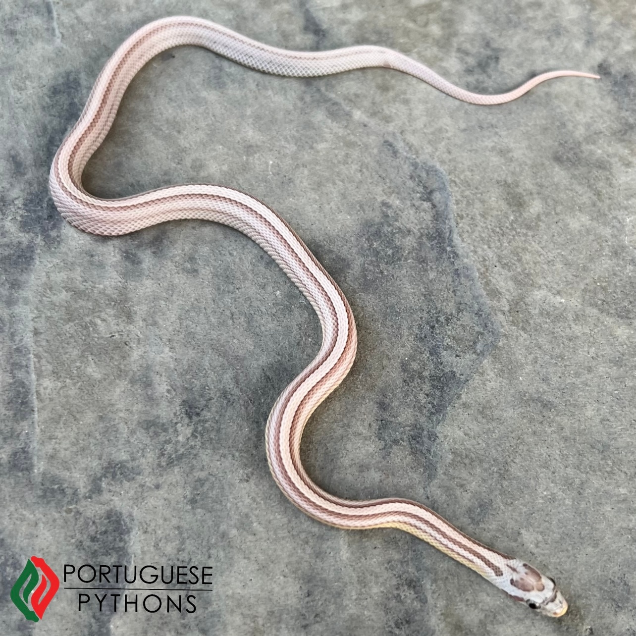 Ghost Stripe Corn Snake by Portuguese Pythons - MorphMarket