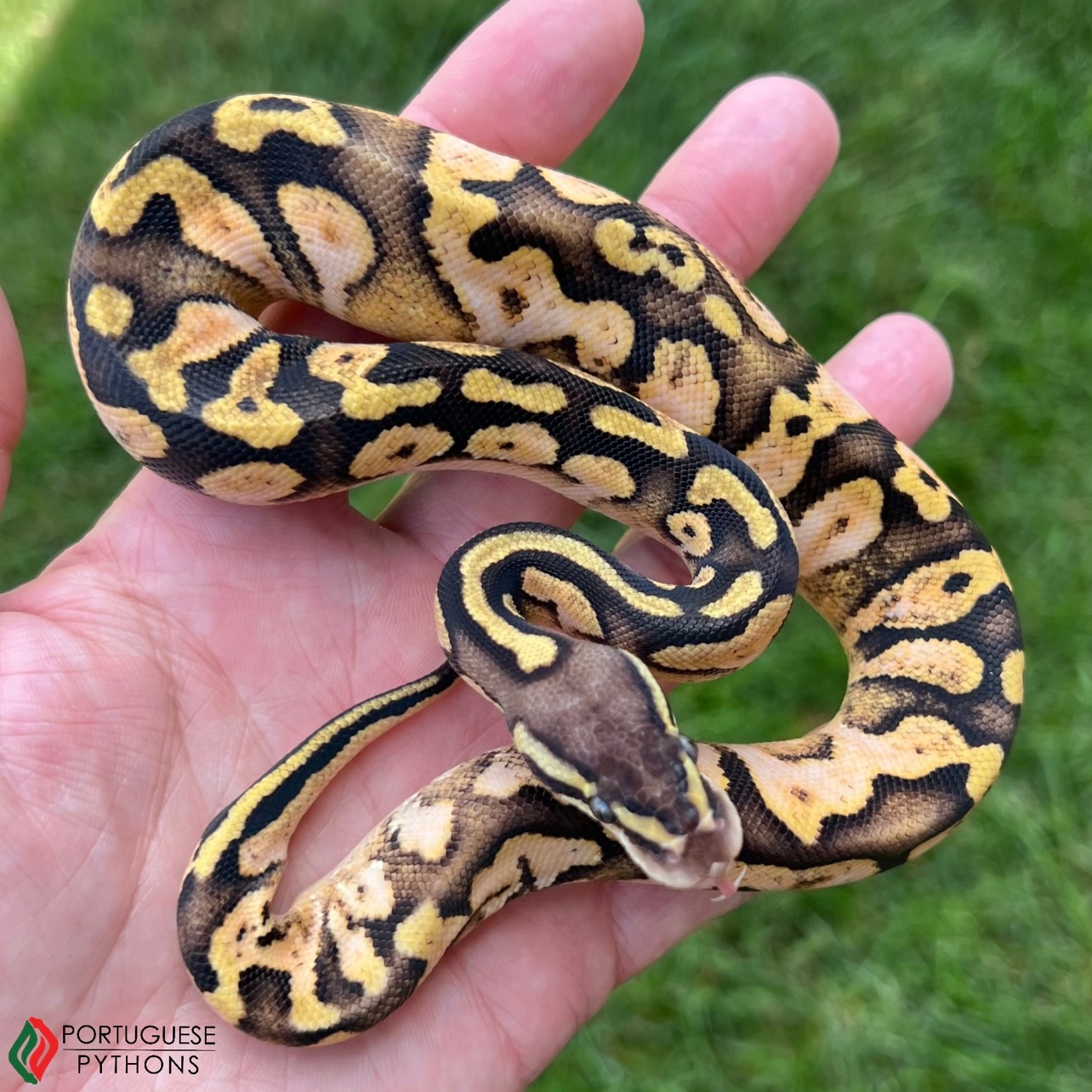 Pastel Calico Yellowbelly PH Hypo Ball Python by Portuguese Pythons ...