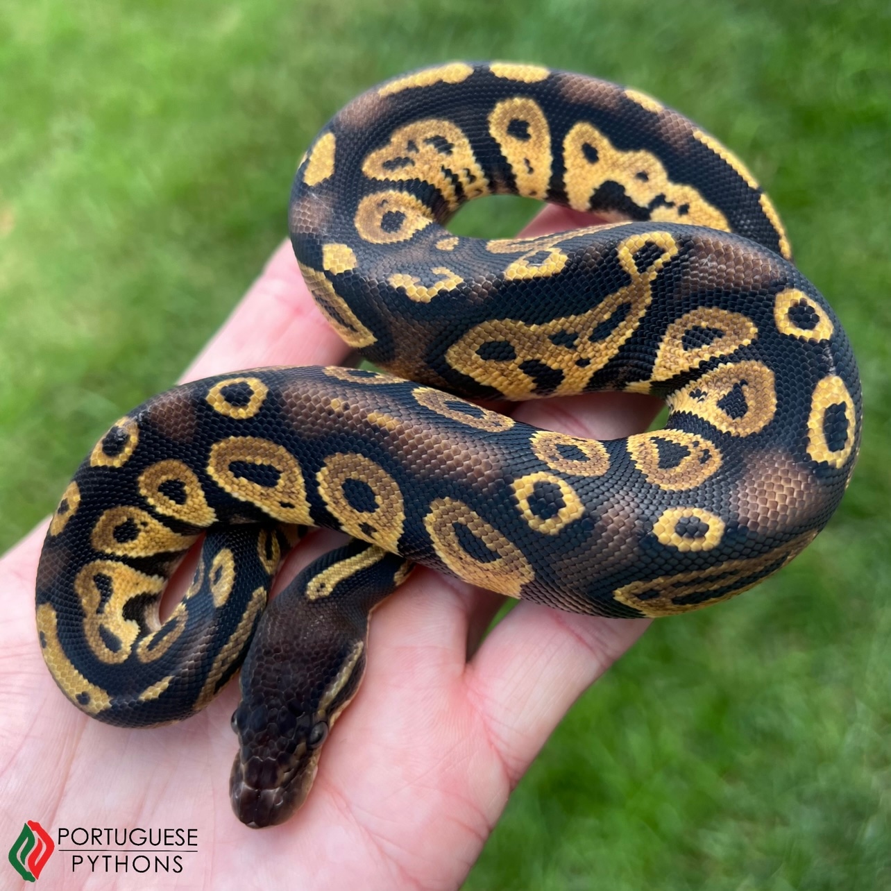 Pastel Black Head PH Hypo Ball Python by Portuguese Pythons - MorphMarket