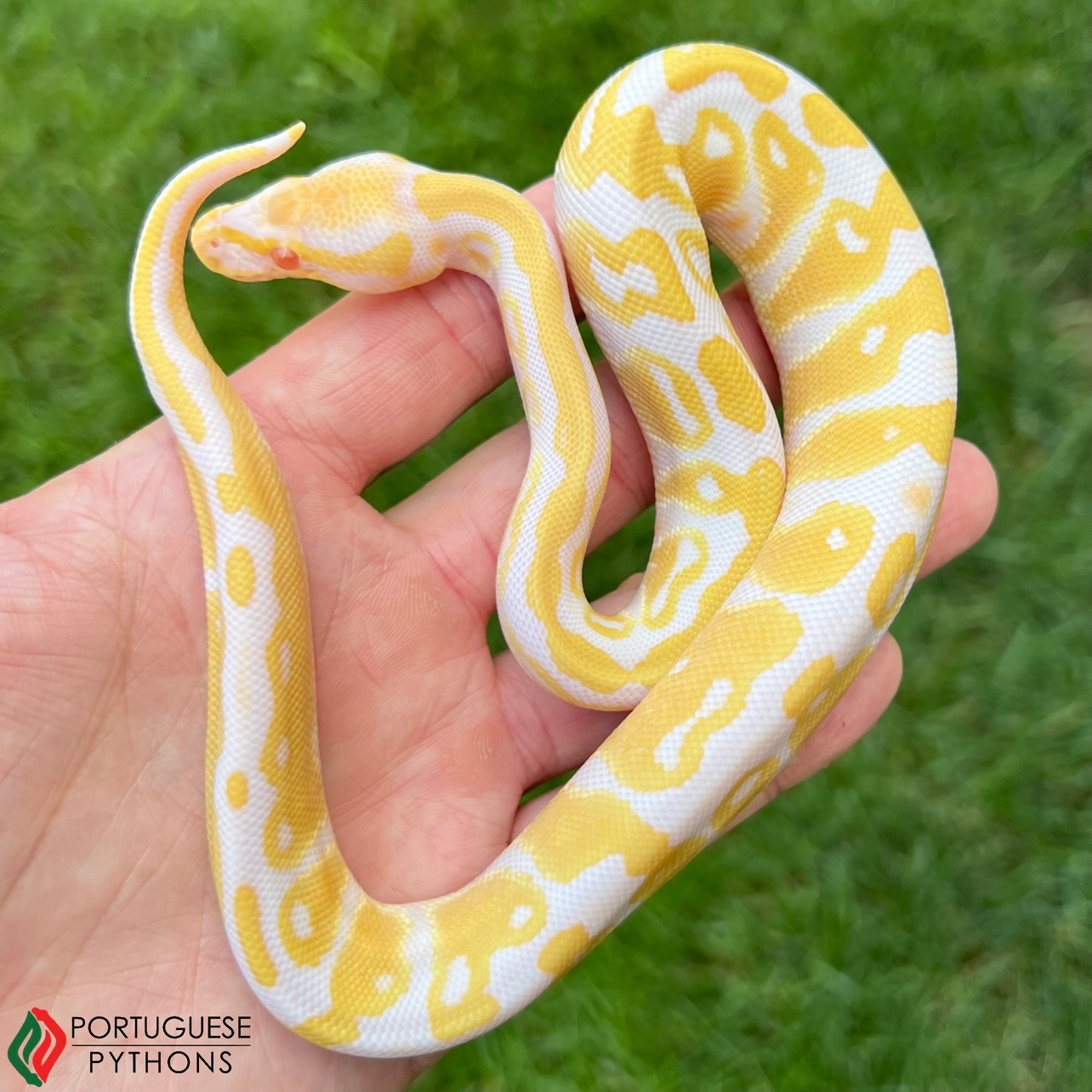 Albino Het Pied Ball Python by Portuguese Pythons - MorphMarket
