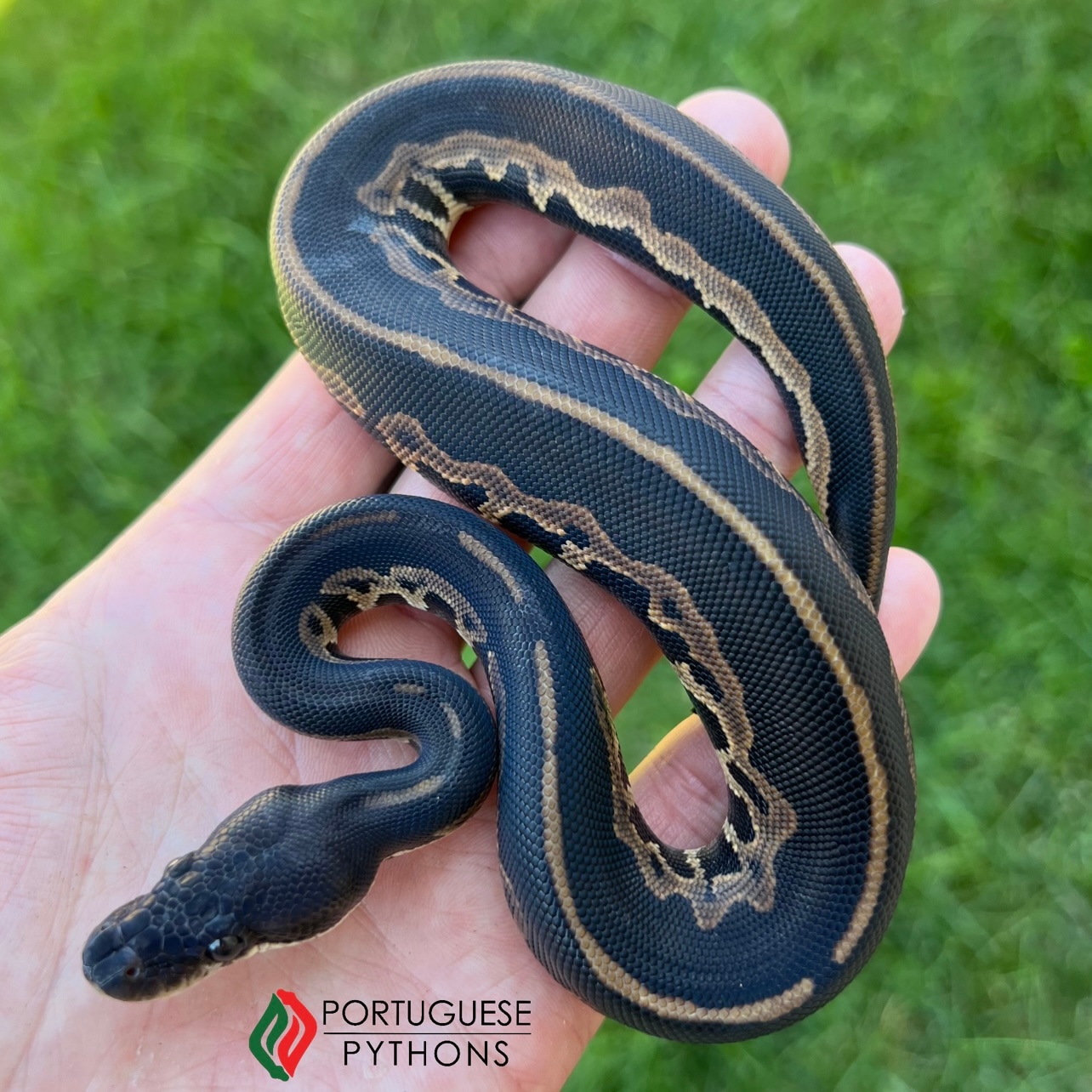 Black Head Leopard Cinnamon Ball Python by Portuguese Pythons - MorphMarket