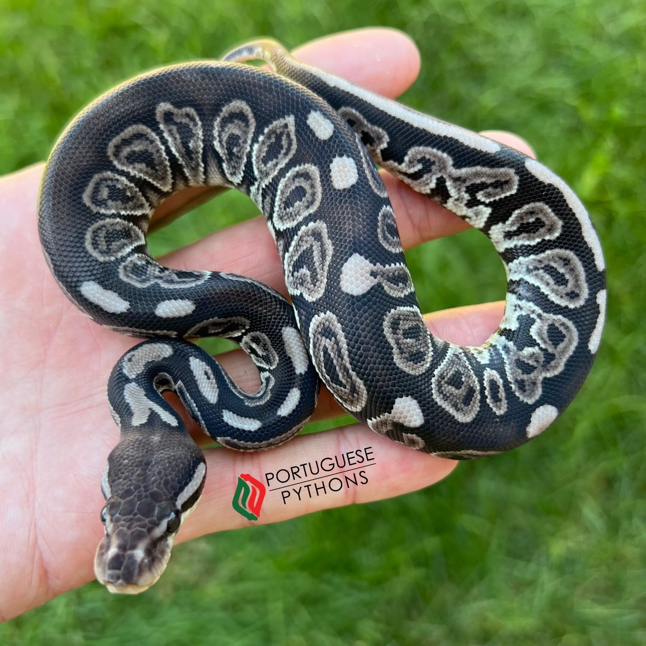 Black Pastel VPI Axanthic Ball Python by Portuguese Pythons - MorphMarket