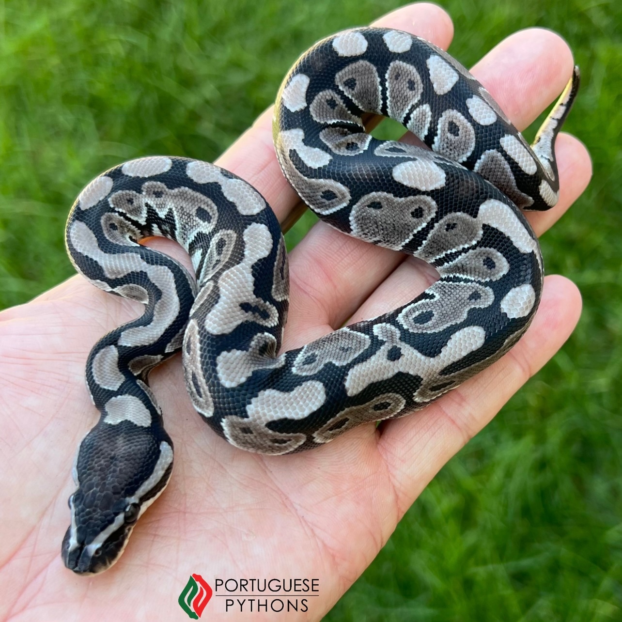 VPI Axanthic Ball Python by Portuguese Pythons - MorphMarket