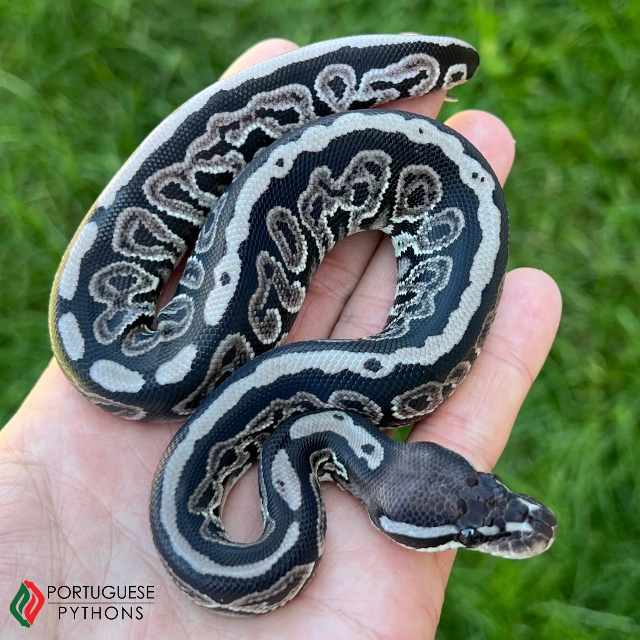 Black Pastel VPI Axanthic Ball Python by Portuguese Pythons - MorphMarket