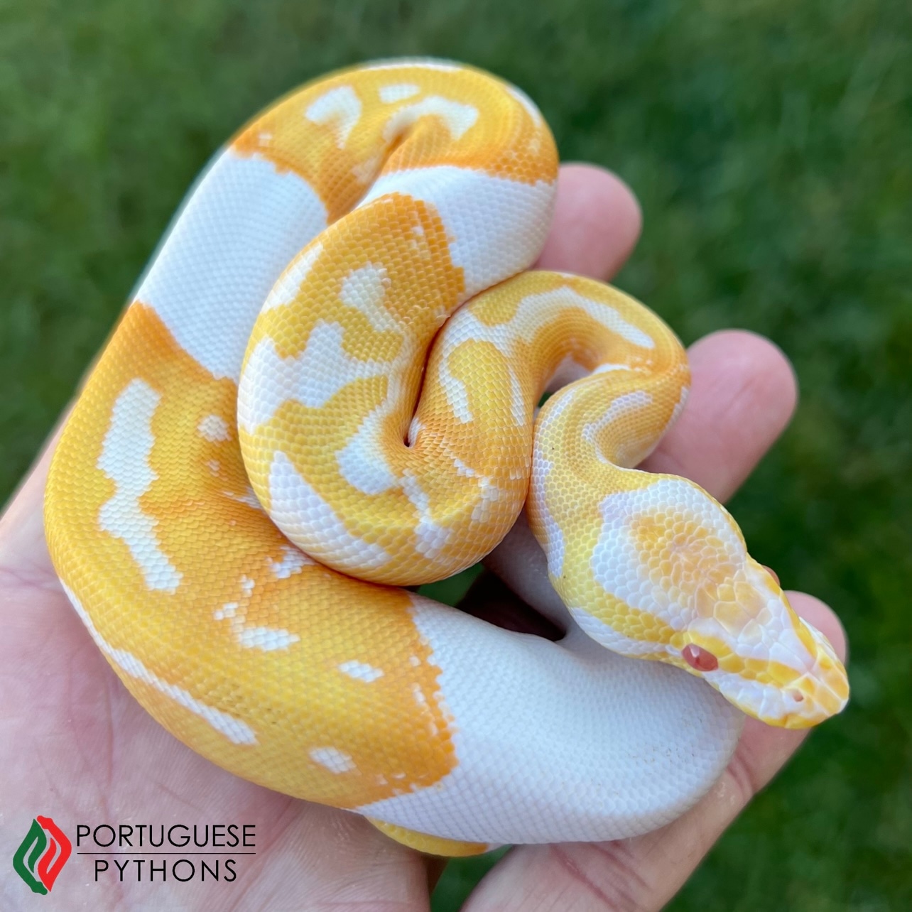 Albino Pied Ball Python by Portuguese Pythons - MorphMarket