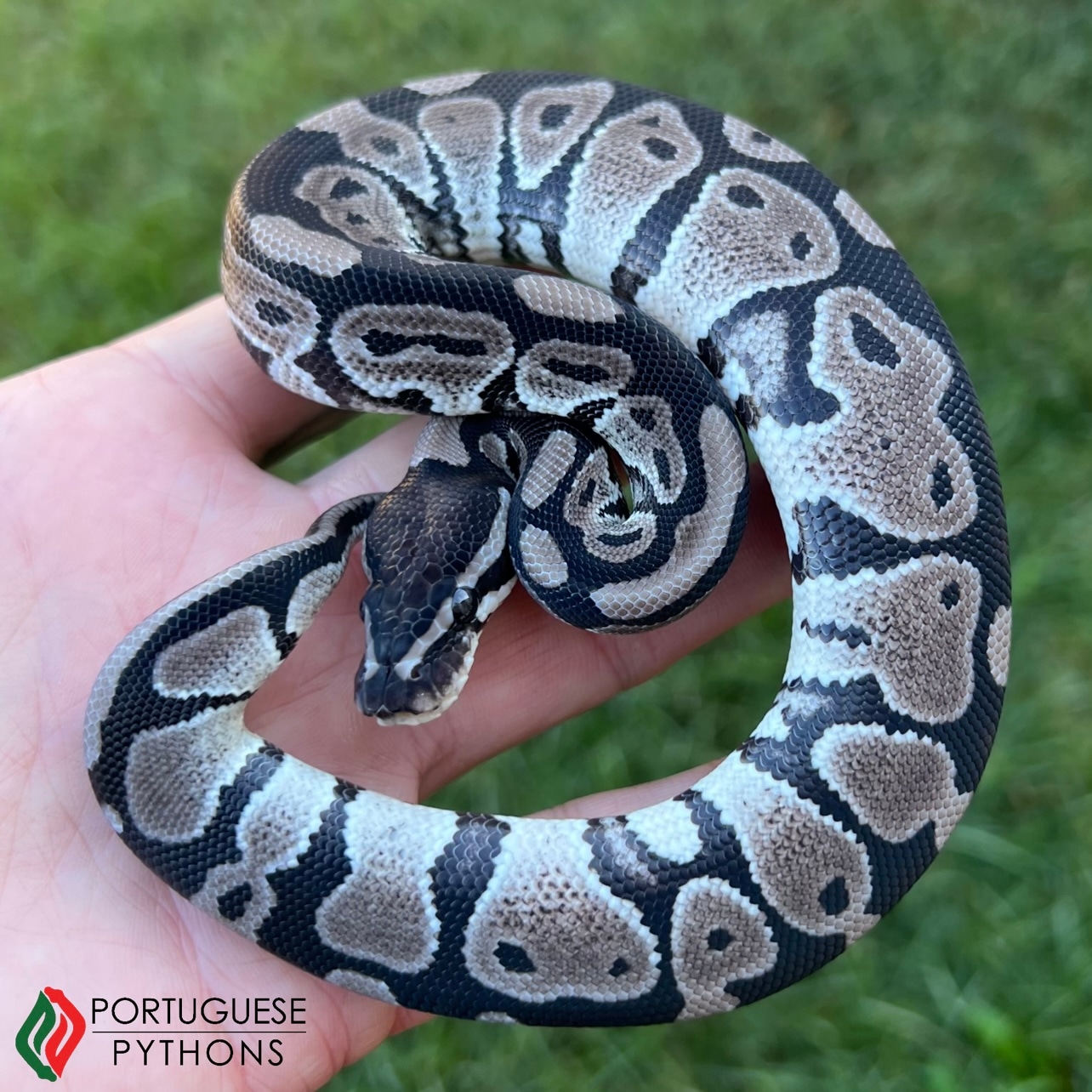 VPI Axanthic Ball Python by Portuguese Pythons - MorphMarket