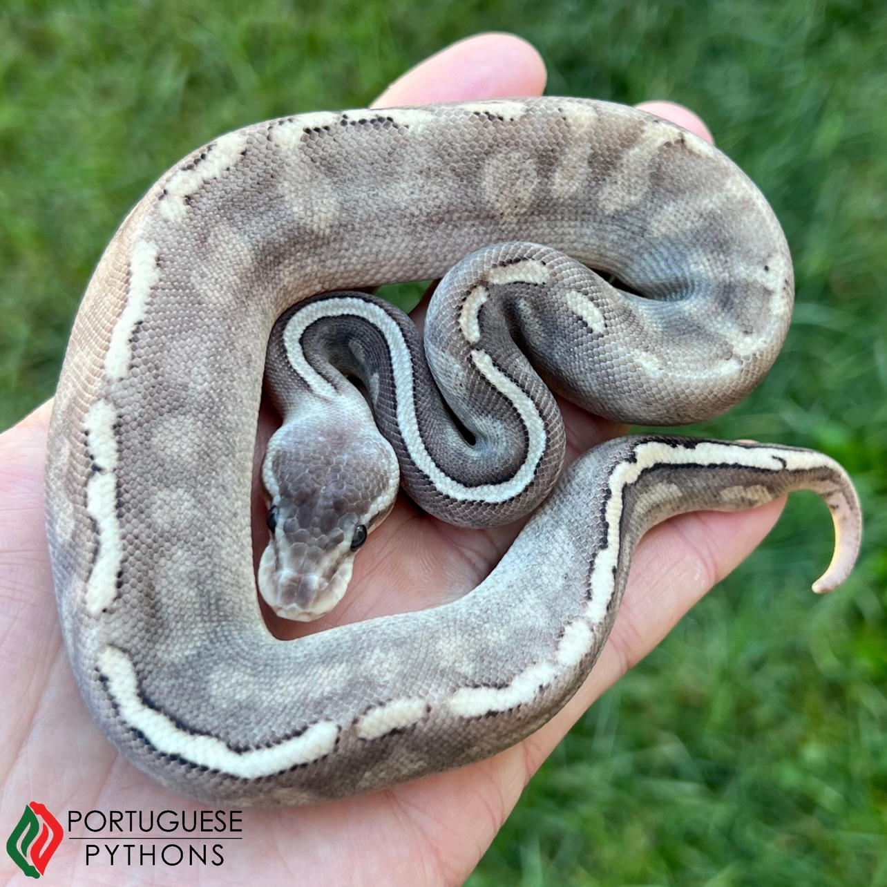 Pewter GHI Mojave Ball Python by Portuguese Pythons - MorphMarket