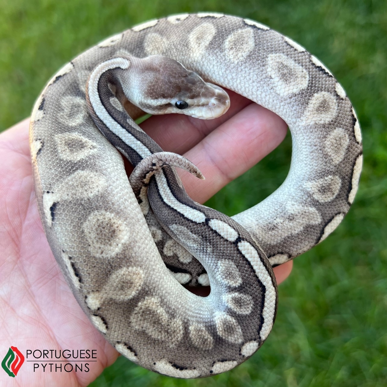 Pewter GHI Mojave Ball Python by Portuguese Pythons - MorphMarket