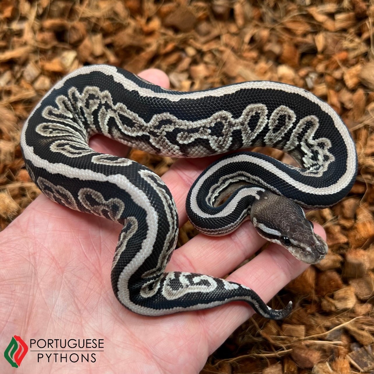 Black Pastel VPI Axanthic Ball Python by Portuguese Pythons - MorphMarket