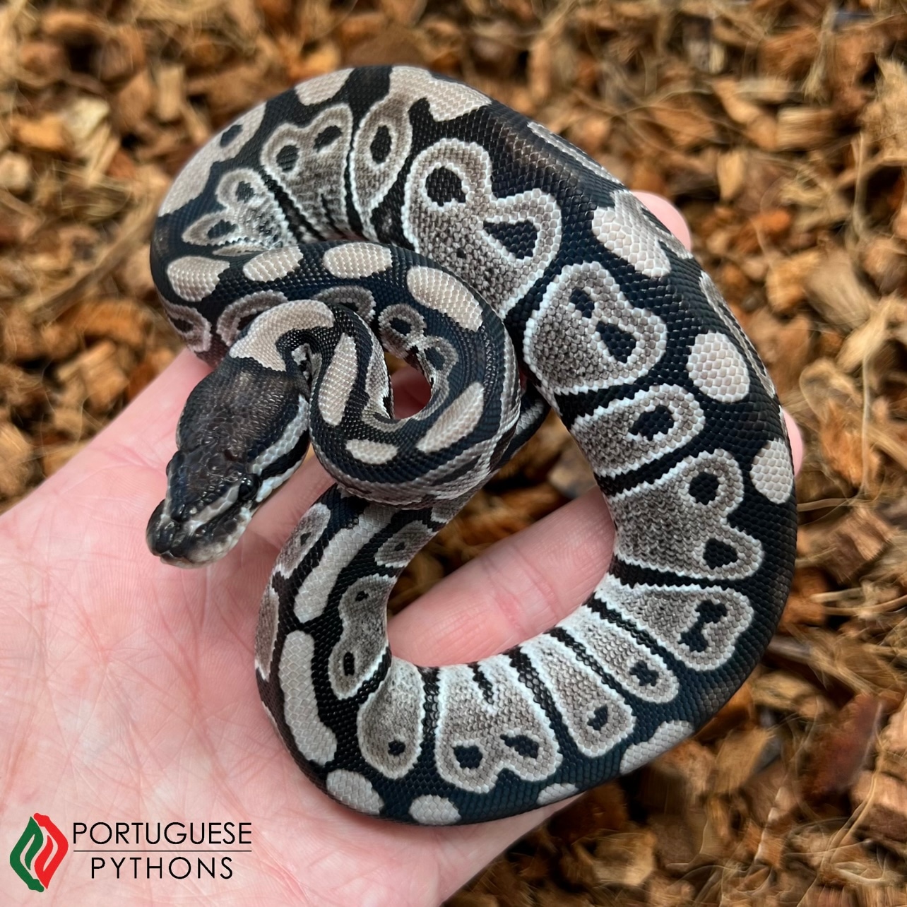 VPI Axanthic Ball Python by Portuguese Pythons - MorphMarket
