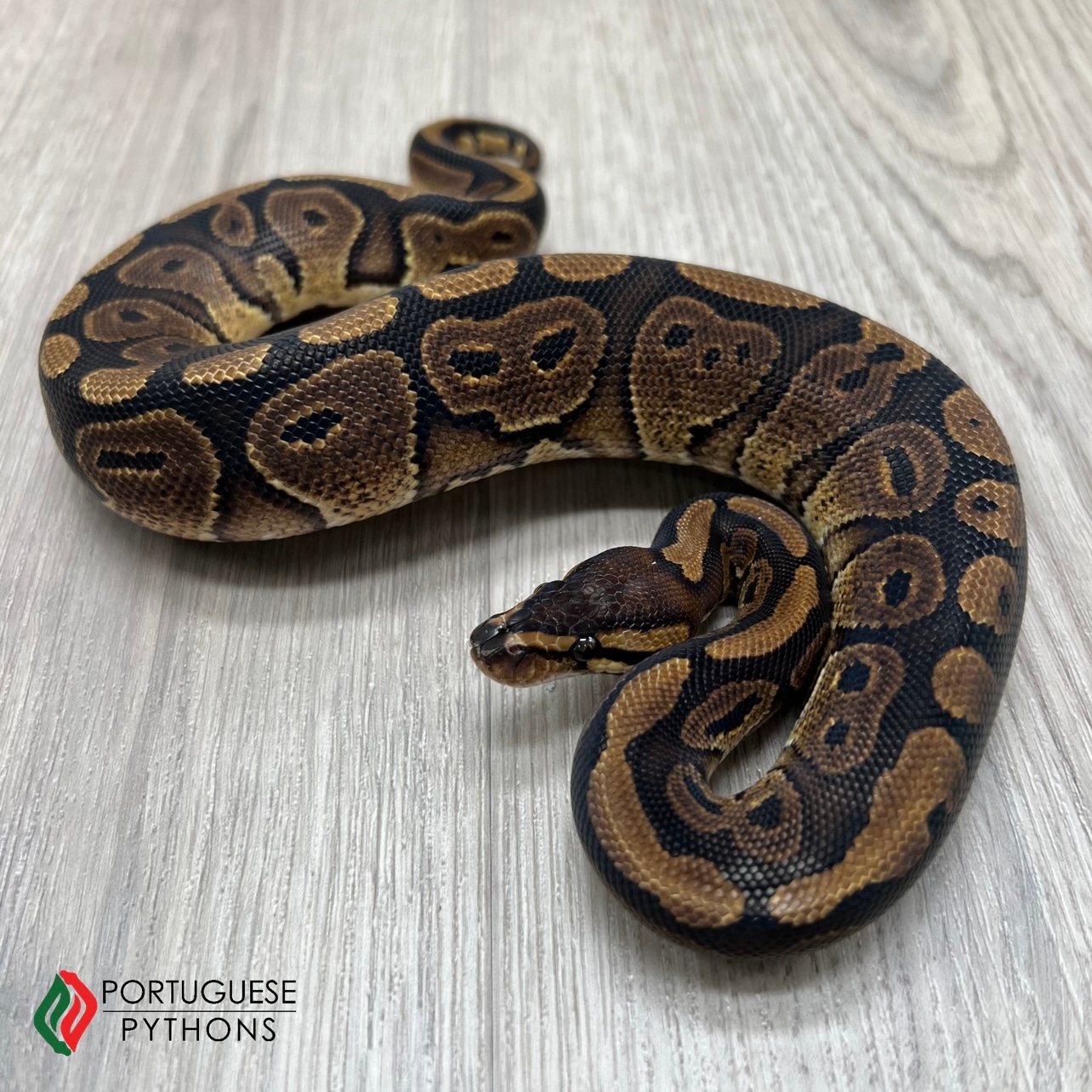 Red Stripe Pos Yellow Belly Ball Python by Portuguese Pythons - MorphMarket